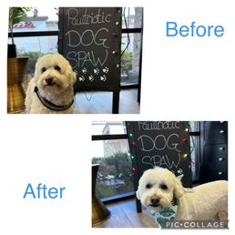 Max before and after grooming.. Max before and after grooming..