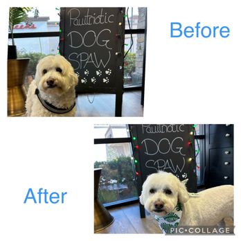 Pawtriotic Dog Spaw - Max before and after grooming.. - Pet Groomers Near Me - Murrieta, California Pawtriotic Dog Spaw - Max before and after grooming.. - Pet Groomers Near Me - Murrieta, California