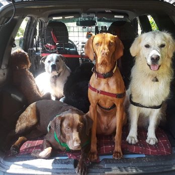 Wanna Go Out - Wanna Go Out Trailblazers:) - Dog Walkers Near Me - Weehawken, New Jersey