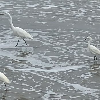 Valentina Suites - Pismo Beach seabirds white egrets - Vacation Rentals Near Me - Pismo Beach, California
