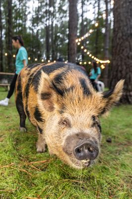 Charleston Adventure Forest by null