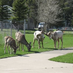 Waterton Bagel & Coffee - The welcoming committee.