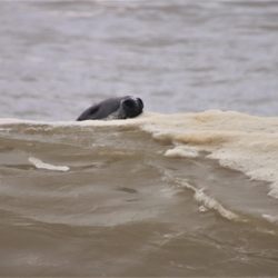 Ballston Beach - Keeping a wary eye out for sharks.