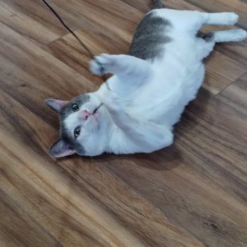 Cat Crazy Boarding - Pet Boarding Near Me - Gilbert, Arizona
