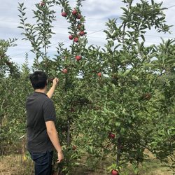 Dowse Orchards