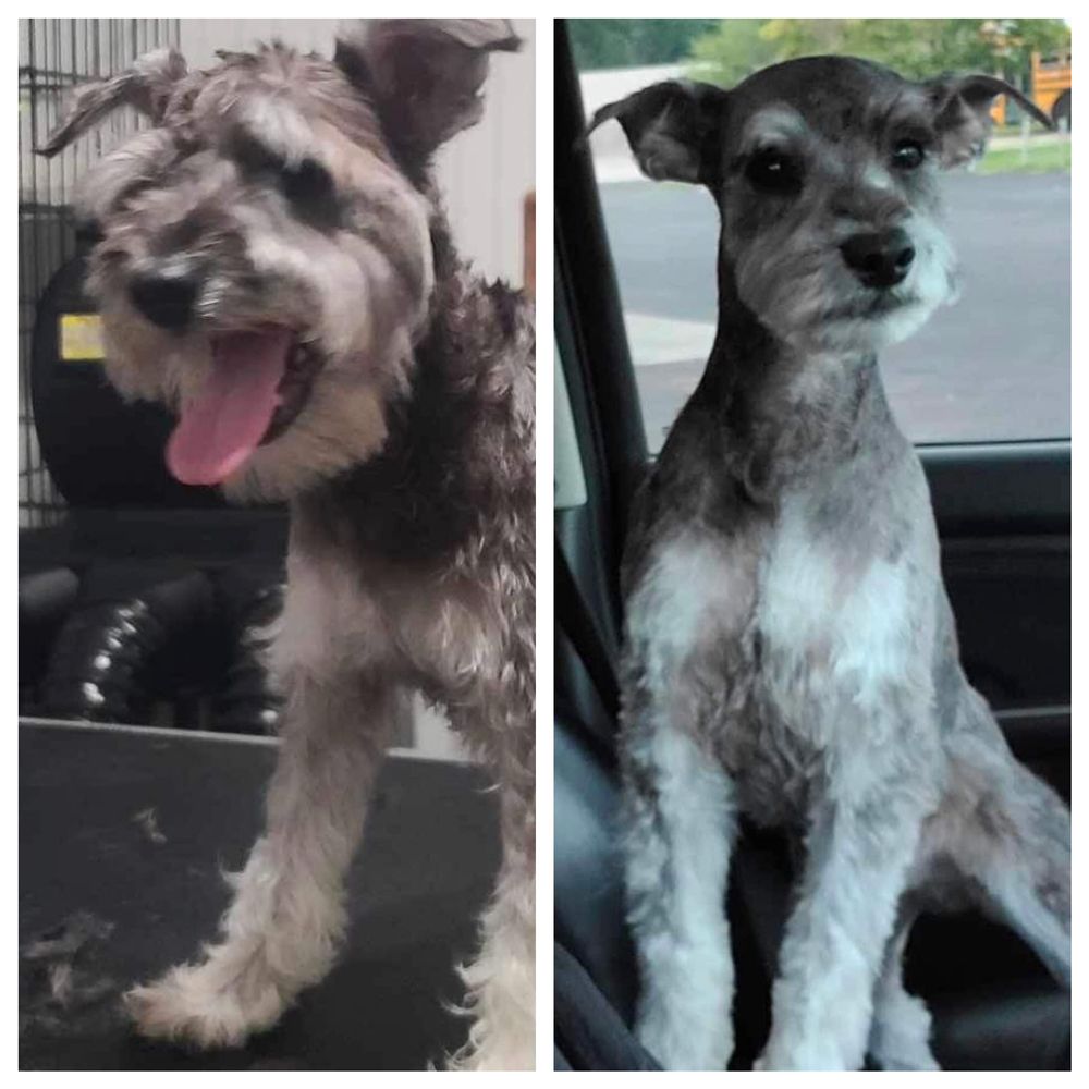 DOODLED PET GROOMING Updated April 2024 4224 Wildflower Dr