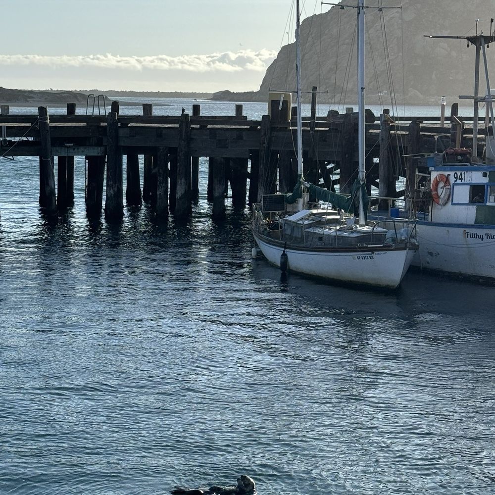 Tognazzini's Dockside Too - Otters in morro bay! - Seafood Near Me - Morro Bay, California Tognazzini's Dockside Too - Otters in morro bay! - Seafood Near Me - Morro Bay, California
