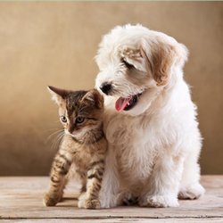 Stave Lake Veterinary Hospital - Photo