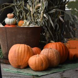 Whalen Oaks Farm - Photo op display