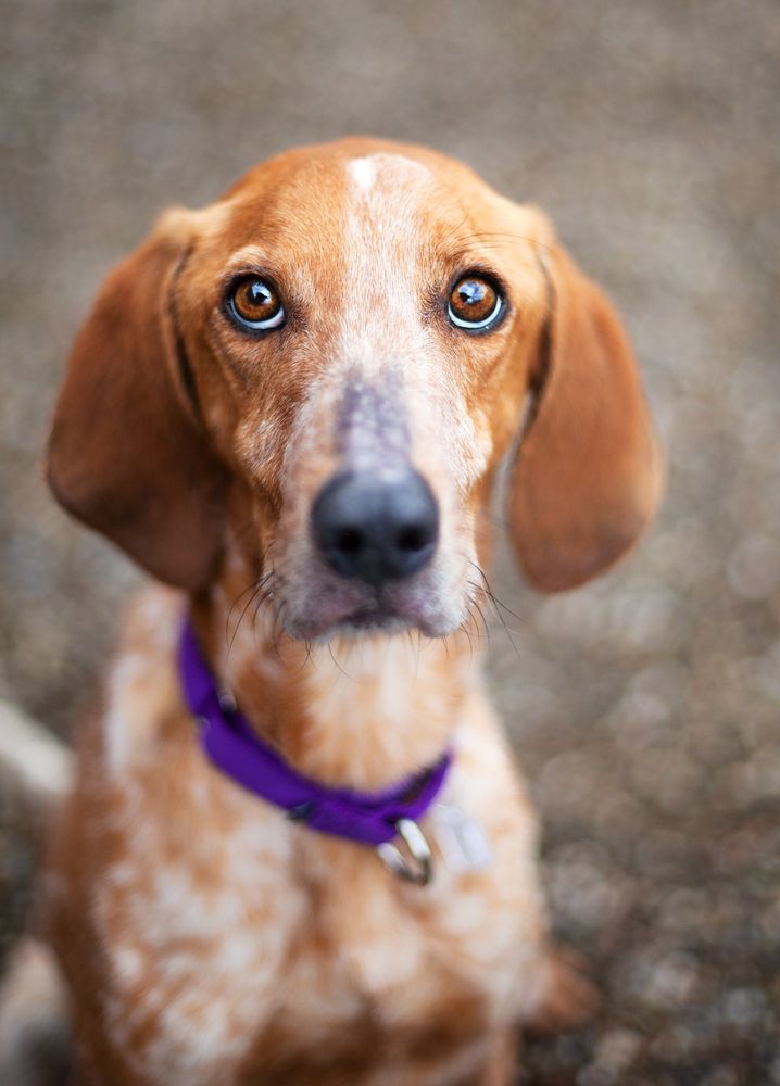 LAKE HUMANE SOCIETY Updated September 2024 16 Photos 7564 Tyler