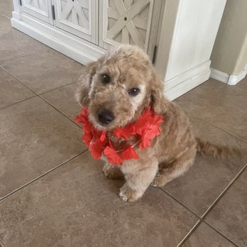 Johnny's Doghouse - Maui our little Golden Doodle - Pet Groomers Near Me - Tempe, Arizona