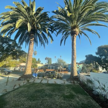 Tzuban Tree Services - Canary Palms after trimming (love that they removed all the seed pods!) - Tree Services Near Me Tzuban Tree Services - Canary Palms after trimming (love that they removed all the seed pods!) - Tree Services Near Me