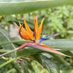 Monterey's Stevenson House Adobe and Garden - 07.19.20 Bird of Paradise
