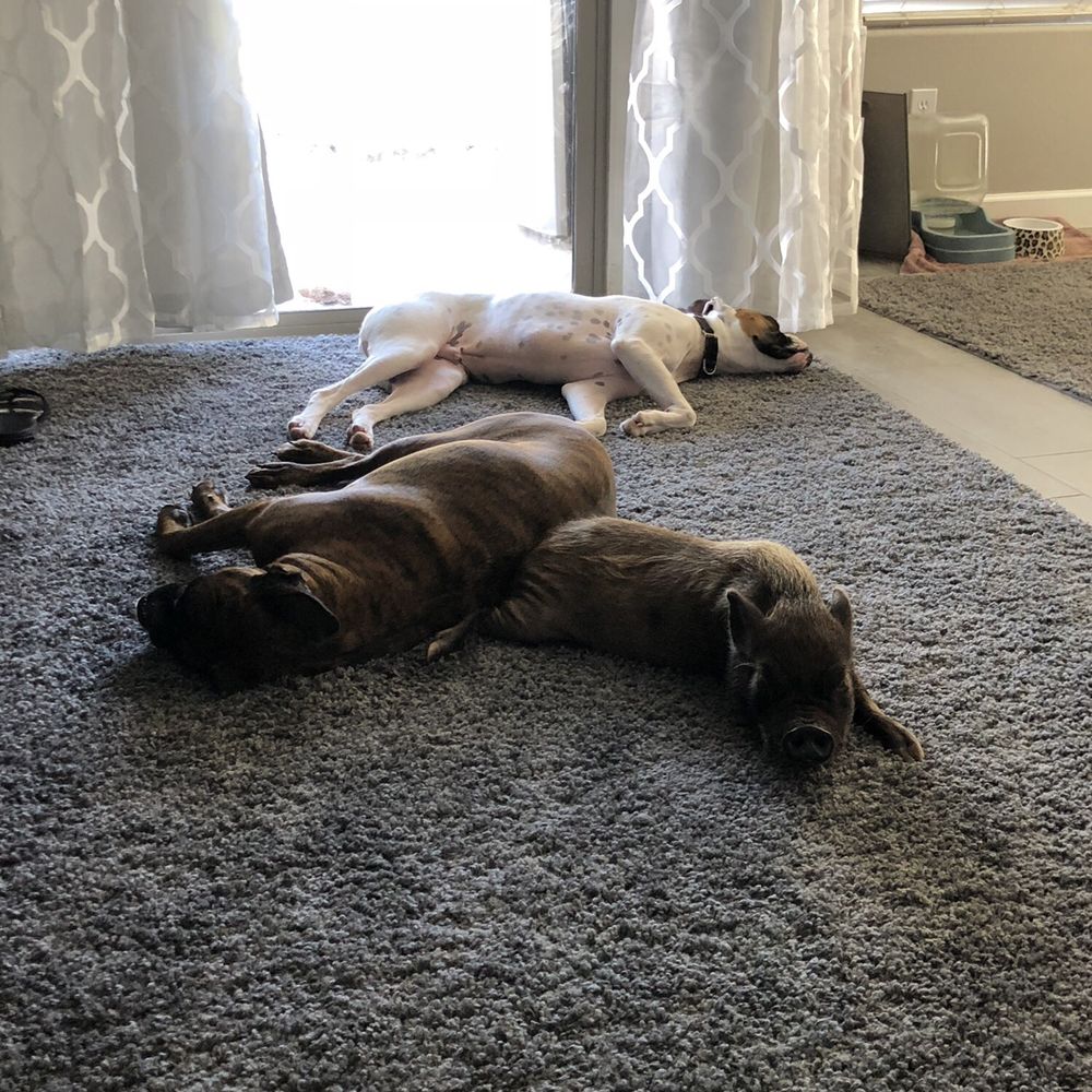 AZ Micro Mini Pigs - Pet Services Near Me