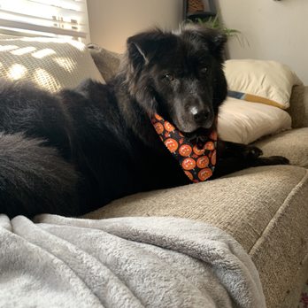 The Dog Pawlour - Pet Sitting Near Me - Fort Collins, Colorado