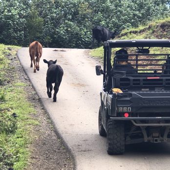 Kualoa Ranch - Utv tour: Traffic - Tours Near Me - Kaneohe, Hawaii Kualoa Ranch - Utv tour: Traffic - Tours Near Me - Kaneohe, Hawaii