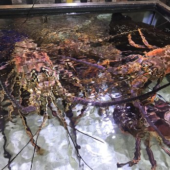 La Parrilla - Giant live lobsters!!! Really BIG! - Latin American Near Me - Luquillo, Puerto Rico La Parrilla - Giant live lobsters!!! Really BIG! - Latin American Near Me - Luquillo, Puerto Rico