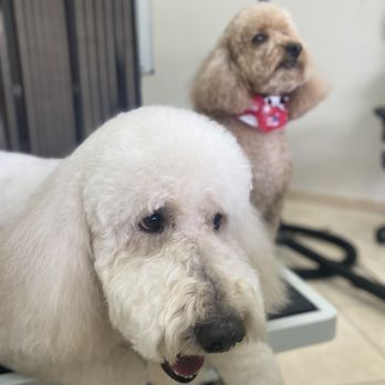Champ & Charlie's Grooming Salon - Large and mini Goldendoodles - Pet Groomers Near Me - Coconut, Florida Champ & Charlie's Grooming Salon - Large and mini Goldendoodles - Pet Groomers Near Me - Coconut, Florida