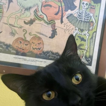 Tail Town - Wednesday, the Hallowe'en cat. - Pet Adoption Near Me - Pasadena, California Tail Town - Wednesday, the Hallowe'en cat. - Pet Adoption Near Me - Pasadena, California