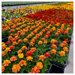 Parran's Greenhouse & Farm