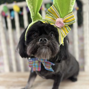 Bark N Beauty - Pet Groomers Near Me - Bakersfield, California Bark N Beauty - Pet Groomers Near Me - Bakersfield, California