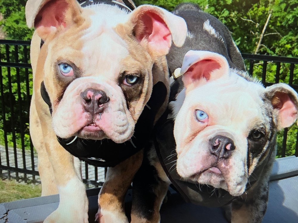 TNT DOG TRAINING Updated September 2024 10 Photos Powhatan