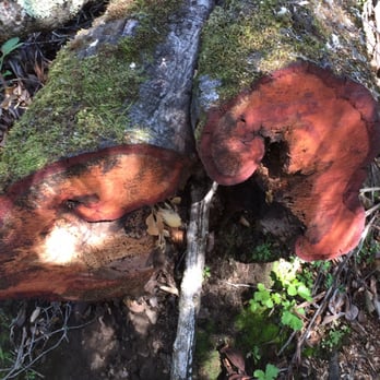 Tony Look Trail - Interesting - Hiking Near Me - Cupertino, California