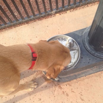 Pocket Park For Pups - Nice drinking fountain- for both owners and pups - Dog Parks Near Me - Queen Creek, Arizona Pocket Park For Pups - Nice drinking fountain- for both owners and pups - Dog Parks Near Me - Queen Creek, Arizona