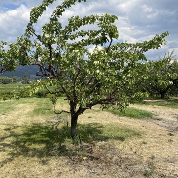 Paynter's Fruit Market - Farmers Market Near Me - West Kelowna, British Columbia