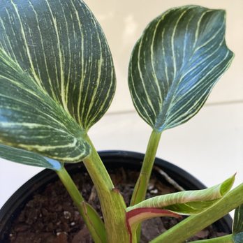 Encinal Nursery - Philo Birkin!! Hard to find, great price! - Nurseries & Gardening Near Me - Alameda, California