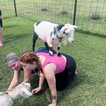 808 Goat Yoga - Yoga Near Me - Kilauea, Hawaii