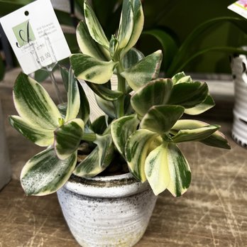Adelaide's - Succulent - Florists Near Me - La Jolla, California