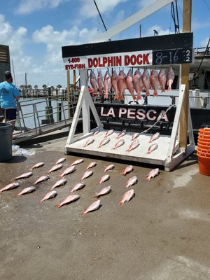 DOLPHIN DOCK INC. - Updated March 2025 - 300 W Cotter Ave, Port Aransas