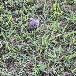 Loyston Point Campground - Wildlife