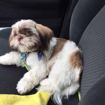Salon Dog - Pet Groomers Near Me - Chicago, Illinois Salon Dog - Pet Groomers Near Me - Chicago, Illinois