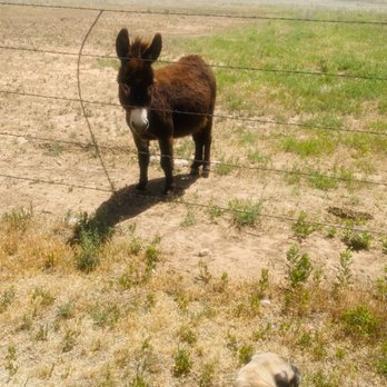 Aok Camper Park - Miniature donkey family living here! - RV Parks Near Me - Amarillo, Texas