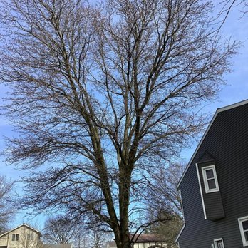 Clean Cut Tree Solutions - Tree Services Near Me - Killbuck, Ohio Clean Cut Tree Solutions - Tree Services Near Me - Killbuck, Ohio