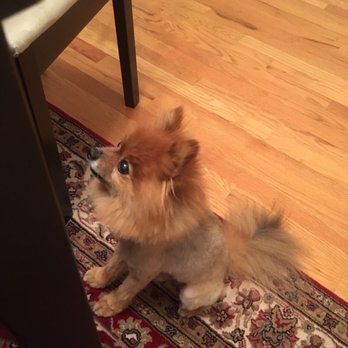 Lucky Dog Grooming - Pet Groomers Near Me - Denver, Colorado Lucky Dog Grooming - Pet Groomers Near Me - Denver, Colorado