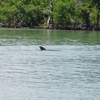 Marco Island Excursions - Dolphin hunting. - Boat Charters Near Me - Goodland, Florida