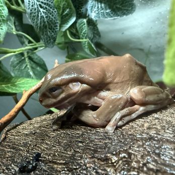 Backwater Reptiles - Starved frog 1 - Reptile Shops Near Me - Rocklin, California