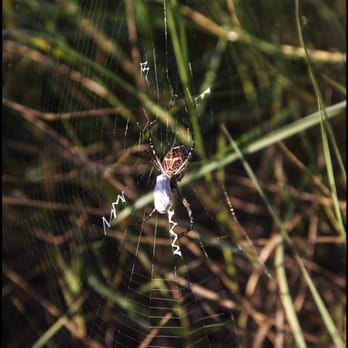 Dana Strand Beach - Huge spider with an attitude.. - Beaches Near Me - Dana Point, California Dana Strand Beach - Huge spider with an attitude.. - Beaches Near Me - Dana Point, California