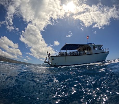 BEST of Honolulu Scuba Diving - Yelp