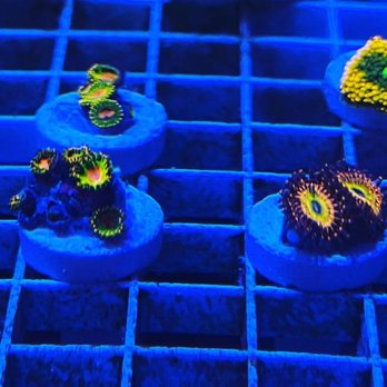Coachella Valley Aquatics - Aquariums Near Me - Indio, California Coachella Valley Aquatics - Aquariums Near Me - Indio, California