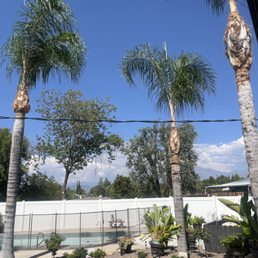 Trees all clipped nice