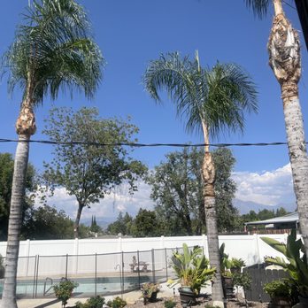 MTC Tree Care - Trees all clipped nice - Tree Services Near Me - Riverside, California
