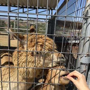 Sugarplum Zoo - Chocolatiers & Shops Near Me - Temecula, California