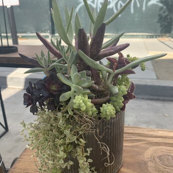 Westwind Succulents - Florists Near Me - Oakland, California Westwind Succulents - Florists Near Me - Oakland, California