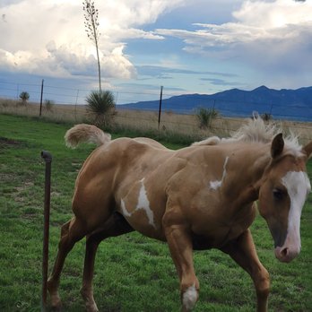 Rancho Milagro Bed & Breakfast - The filly was spunky - Bed & Breakfast Near Me - Elgin, Arizona