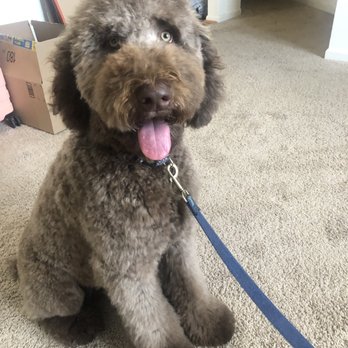 Prince Benji - Pet Groomers Near Me - Baltimore, Maryland Prince Benji - Pet Groomers Near Me - Baltimore, Maryland