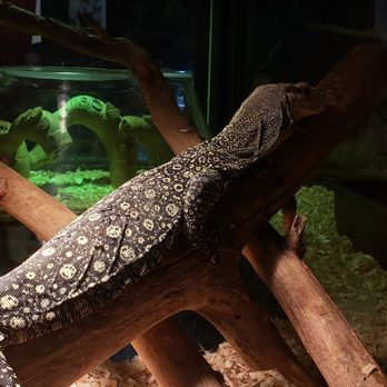EcoVivarium - Lizard - Museums Near Me - Escondido, California EcoVivarium - Lizard - Museums Near Me - Escondido, California